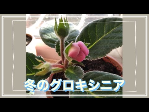 グロキシニア 植物