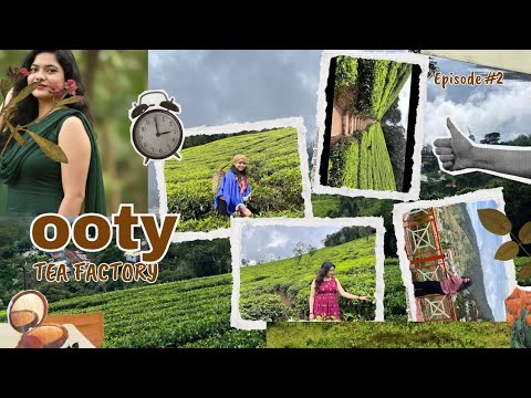 Inside the Ooty Tea Factory: How Real Tea is Made