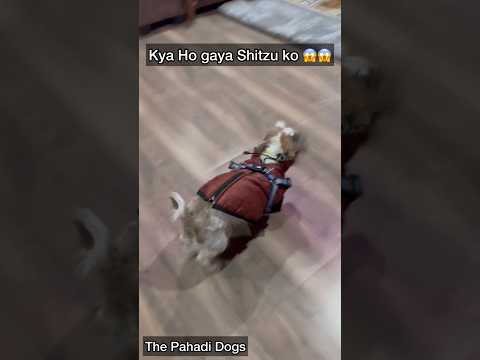 What happened to Frooti suddenly 😱😱 #shorts #viral #shitzu #viral #dogs #trending #viralvideos