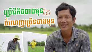 ចំណេញច្រើន កាត់បន្ថយជម្ងឺ ជាមួយជីអិនប៉េកាសញ្ញាក្បាលសិង្ហ