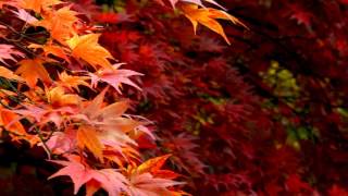 Autumn Leaves Music Video