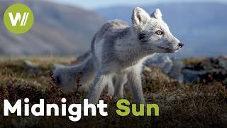 Endless Daylight: How Animals Survive the Arctic’s Most Extreme Season | Land of the Far North (1/2)