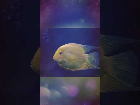 Otile Brown ft Jovial Official, Lyric Video. #otilebrown #Kenya #Music