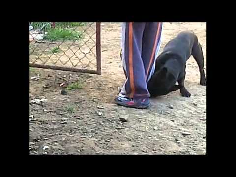 french bulldog - personal protection dog :)