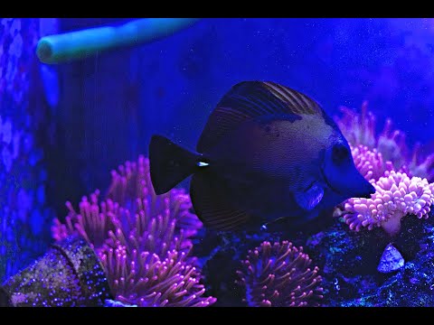 How I treat ich in the main display reef tank 4K