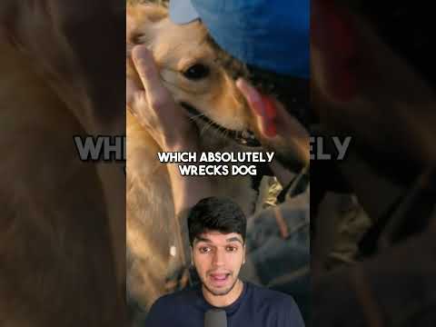 FOODS YOU SHOULD NEVER GIVE YOUR DOGS #shorts