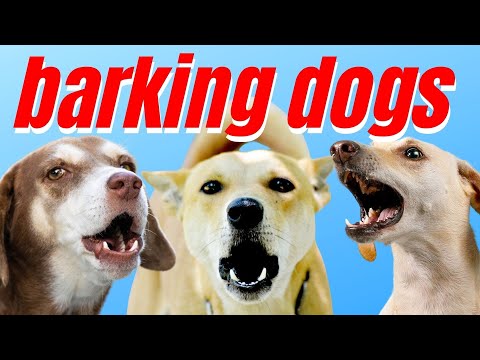 Ladridos Curiosos de Perros (barking dogs)