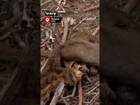 Pichanal en alerta por la fuga de gas que afectó a la fauna y la vegetación