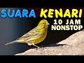 10 JAM NONSTOP SUARA KICAU BURUNG KENARI GACOR NGEKEK