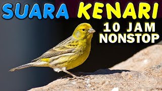 Download lagu 10 JAM NONSTOP - SUARA KICAU BURUNG KENARI - GACOR - NGEKEK mp3 Download lagu 10 JAM NONSTOP - SUARA KICAU BURUNG KENARI - GACOR - NGEKEK mp3