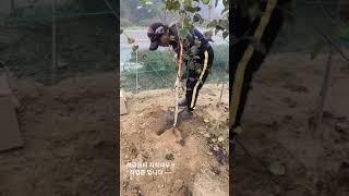 겨울조경의 끝판왕 !! 자작나무중 최고의 품종 잭큐몬티 자작나무 입니다 ! #shorts #겨울조경 #자작나…