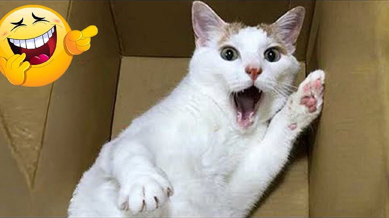 I dare you not to LAUGH at these FUNNY DOGS 😁🐶 - Best Funny Animals Videos 2024 part 33