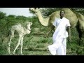 YARTA DHEEREEY CALI DHAANTO VIDEO CUSUB