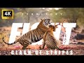 4K Tiger Territory Fight Tadoba Tiger Reserve TATR Rarest Footage Wildlife Tiger Nature