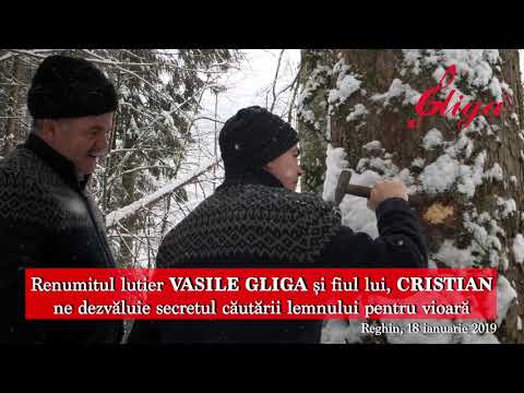 Lutierul VASILE GLIGA și fiul lui, CRISTIAN ne dezvăluie secretul căutării lemnului pentru vioară