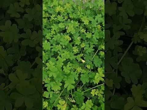 Haverá aqui algum trevo de 4 folhas?/ Can you find a 4 leaf clover?