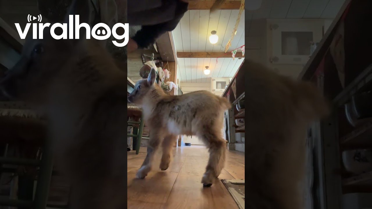 Baby Goat Frolics Around House || ViralHog