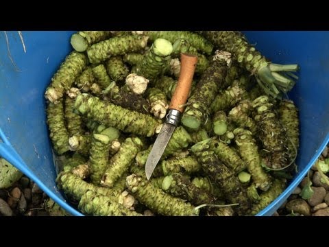 Visiting One Of North America's Four Wasabi Farms
