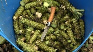Visit to a Rare Wasabi Farm