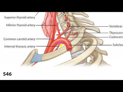Neck Vessels revision 1