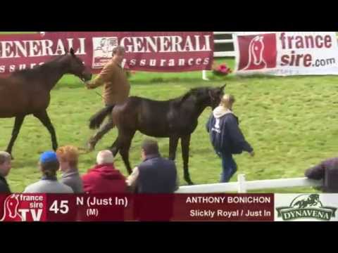 Show AQPS 2015 : lot 45 - N - M15 - Slickly Royal & Just In