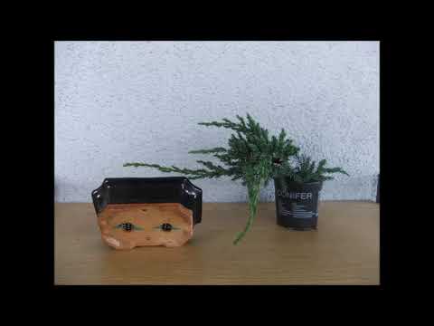 Wachholder Bonsai umtopfen