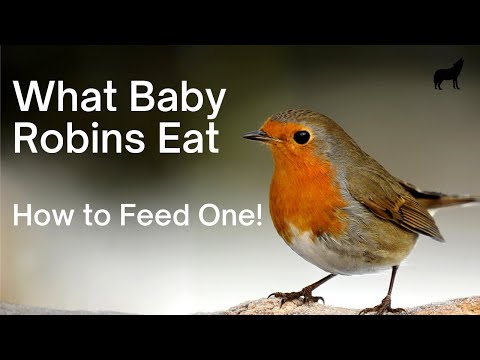 What Baby Robins Eat - And How to Feed One