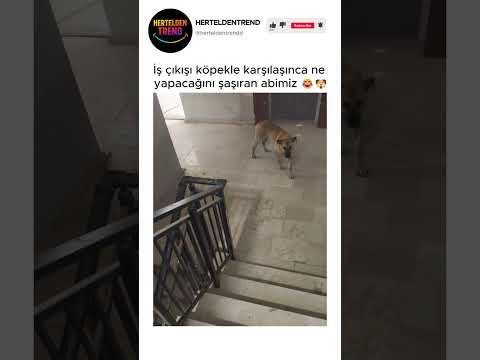 İş çıkışı köpekle karşılaşınca ne yapacağını şaşıran abimiz 😂🐶