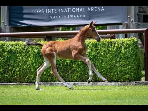 Revell (Zirocco Blue x Quidam de Revel), filly, born 04-05-2021