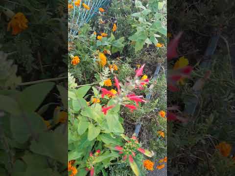 園芸 オレンジ色の燭台月見草、Bulley 月見草