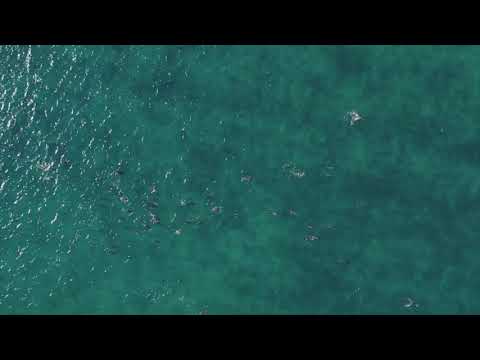 心理学科 水生動物生態領域動画コレクション イルカドローン