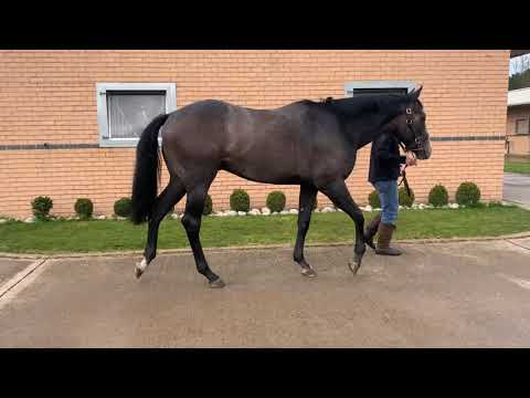 GUTAIFAN EX FANCIFUL DANCER colt (Marco Botti)
