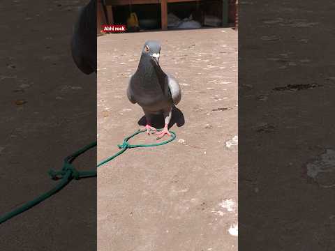 #pigeon trap😯😯😯😯🤫🤫😲😲😲
