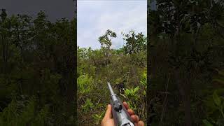 "NO PÉ DO OUVIDO" #javalibrasil #caçadejavali #hunt #hunting #caca #wildlife #wildanimals #wildboar