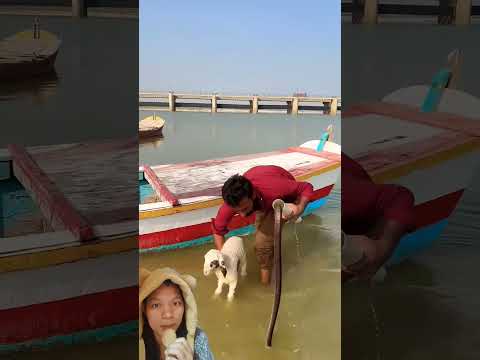 Ada Ul4rr‼️CobraSnakes-j5i