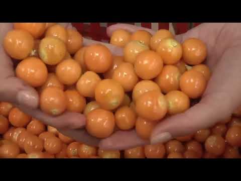 रसभरी की खेती और पैकिंग कैसे होती है/Golden Berry Harvesting Picking and Packing