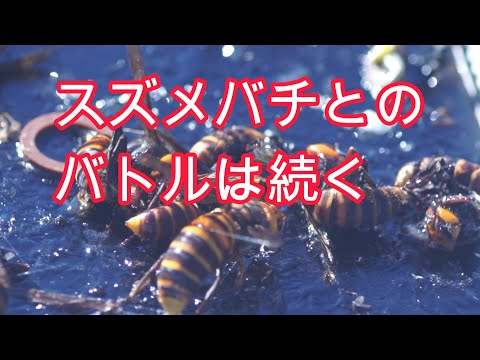 経済学科 晴蜂雨読⑪／スズメバチとのバトルは続く (9月、その2)／山崎亮一／日仏英字幕付き