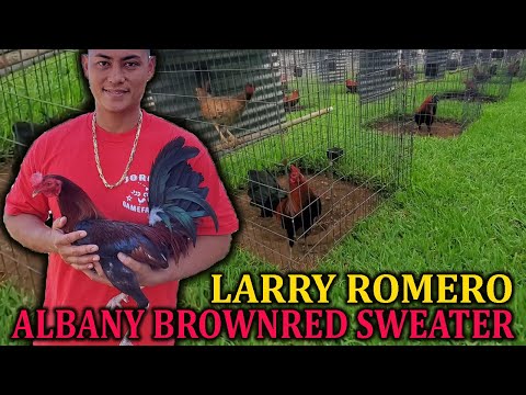 Brownred Larry Romero Albany Sweater Hatch | JORGE BAGCAL Farm Visit Hawaii USA
