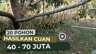 Download lagu Rahasia Petani Durian, 20 pohon menghasilkan 40 sampai 70 juta. mp3 Download lagu Rahasia Petani Durian, 20 pohon menghasilkan 40 sampai 70 juta. mp3