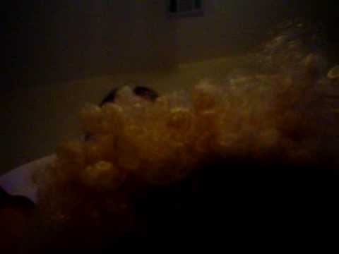 Cat singing "I will survive" by Gloria Gaynor