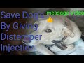 Save Dog S By Giving Distemper Injection Kannada Coorg Kantara Rangasamudra