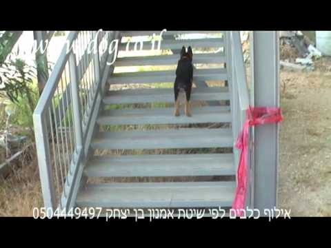 Protection dog - the ATGAR program by Amnon Ben Izhak