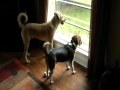 All Dog Alert At The Window