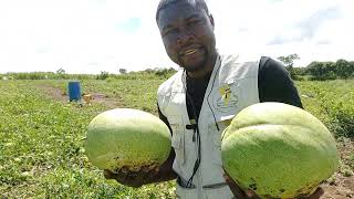 Heureuse récolte de nos pastèques (AGRIDARIO Cameroun)