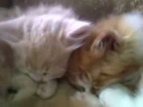 Shiju was make sure her kittens sleep well