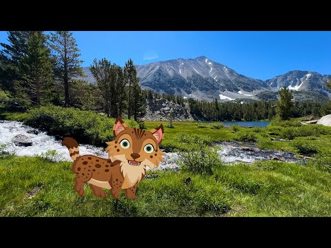 Bobby the bobcat loves his home in the forest!