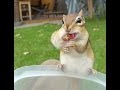A Cute Chipmunk Eating Peanuts