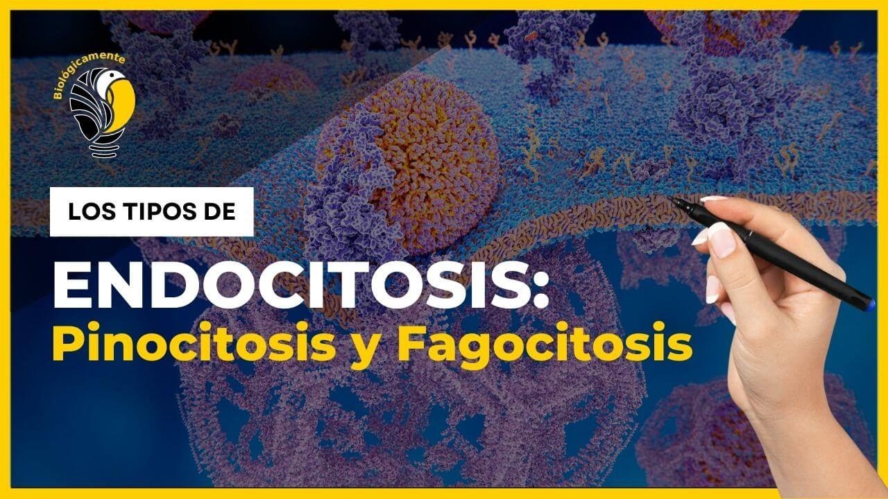 ENDOCITOSIS: 🧠 Fagocitosis, pinocitosis y endocitosis mediada por receptores 🔥