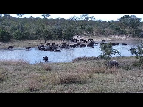 Herd of cape buffalo at Djuma Waterhole, Part 1
