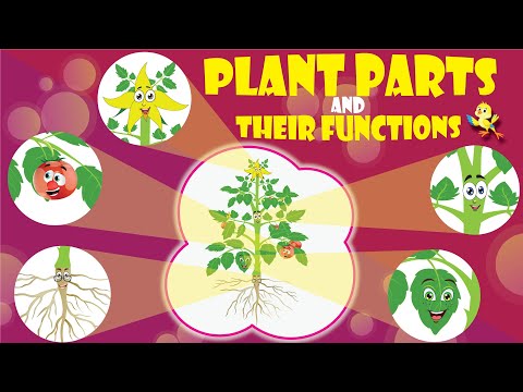 Parts of a Plant and Their Functions for Kids | Root, Stem, Leaf, Flower & Fruit